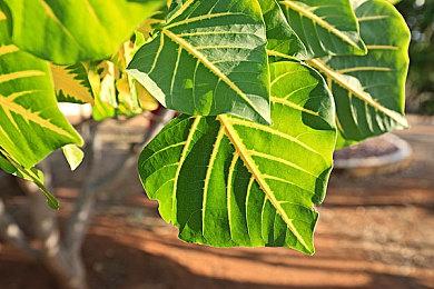 《驱灵者：新伊甸的幽灵》“红的肖像”预告 2月13日发售